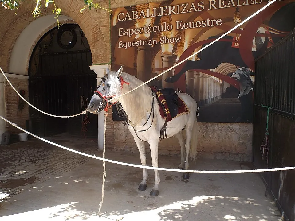 A horse of the Royal Stables of Córdoba.